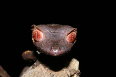 Uroplatus phantasticus