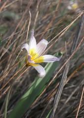 Tulipa patens
