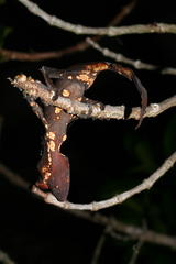 Uroplatus phantasticus