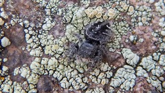 Phidippus purpuratus