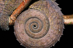 Calumma crypticum