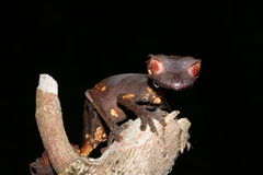 Uroplatus phantasticus
