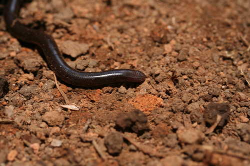 Madatyphlops domerguei