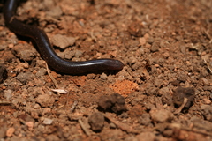 Domergue's Sand Worm Snake photo 2