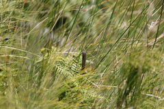 Palpares speciosus