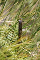 Palpares speciosus