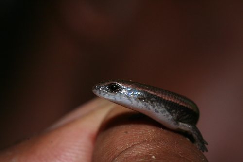 Madascincus melanopleura