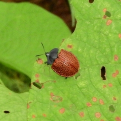 Botanochara tessellata