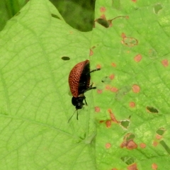 Botanochara tessellata