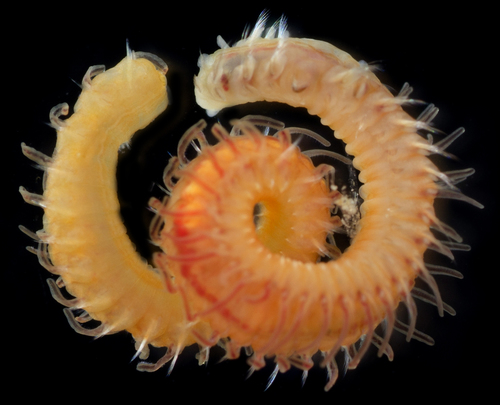 Representative image of Dipolydora