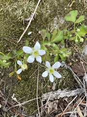 Rubus steelei