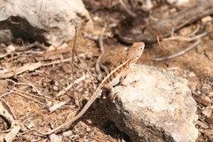 Chalarodon madagascariensis