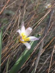 Tulipa patens