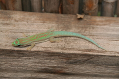 Phelsuma modesta