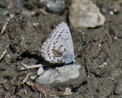 Celastrina asheri