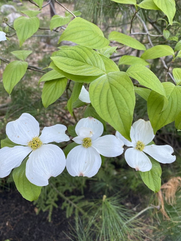 flowering dogwood from Westcliff Rd, Weston, MA, US on May 14, 2021 at