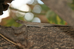 Phelsuma mutabilis