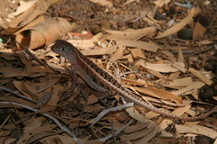 Chalarodon madagascariensis