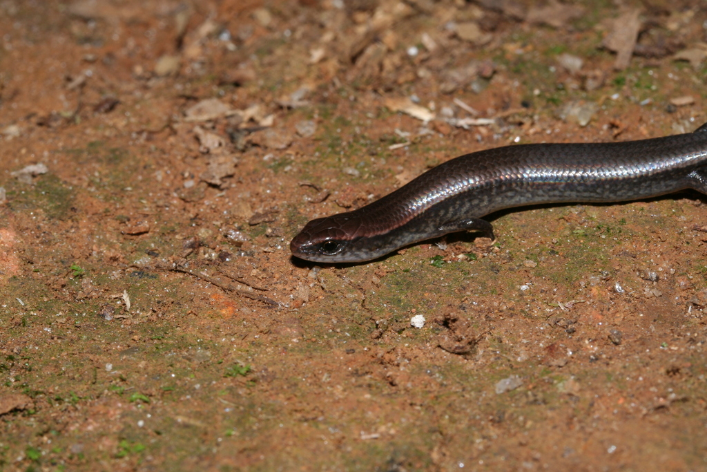 Common Madagascar Skink