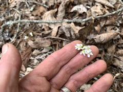 Draba ramosissima