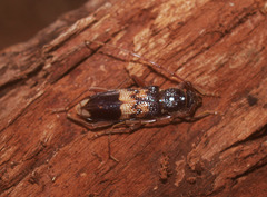 Phoracantha semipunctata