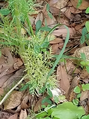 Eupatorium capillifolium image