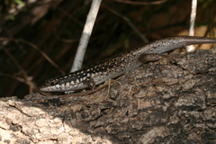 Trachylepis aureopunctata