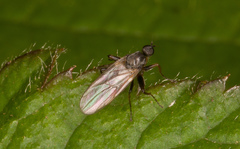 Tachydromiinae
