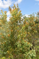 Lyonia ferruginea image