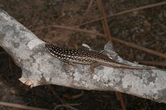 Trachylepis aureopunctata