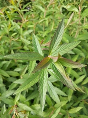 Filipendula rubra
