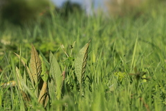 Pucciniastrum symphyti