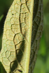 Pucciniastrum symphyti