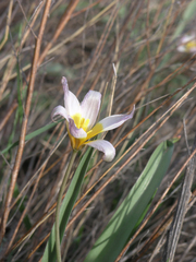 Tulipa patens