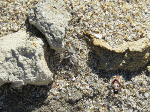 Mummuciidae