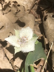 Calochortus westonii