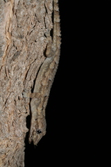 Hemidactylus mercatorius