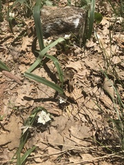 Calochortus westonii