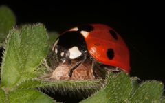 Dinocampus coccinellae paralysis virus