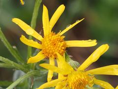 Tephroseris integrifolia serpentini