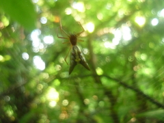 Micrathena coca