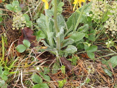 Tephroseris integrifolia serpentini