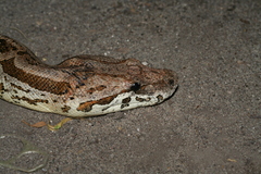 Acrantophis dumerili