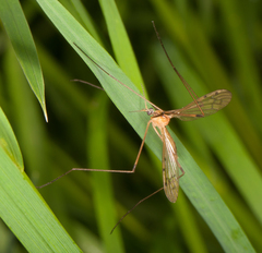 Limonia phragmitidis