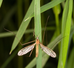 Limonia phragmitidis