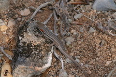 Trachylepis elegans