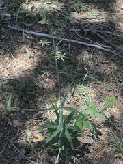 Fritillaria brandegeei