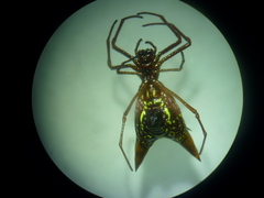 Micrathena coca