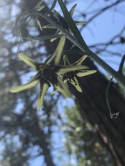 Fritillaria brandegeei