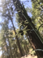 Fritillaria brandegeei